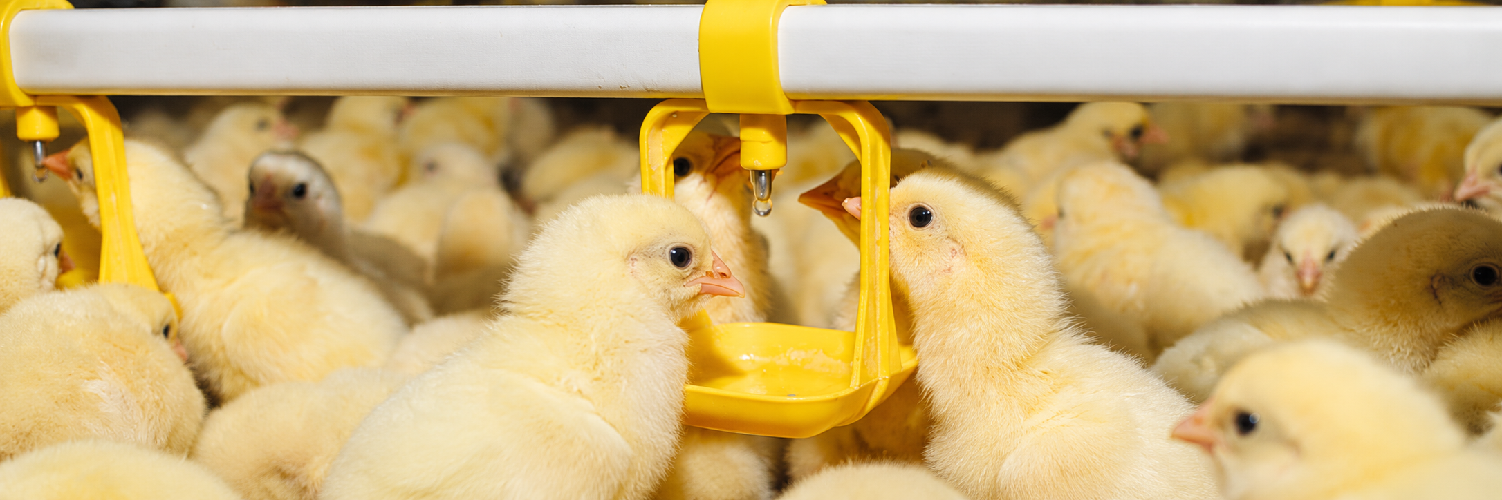 Farm Disinfection